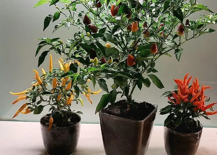 Spicy In Art Nouveau District, Culture Trip Appartement *